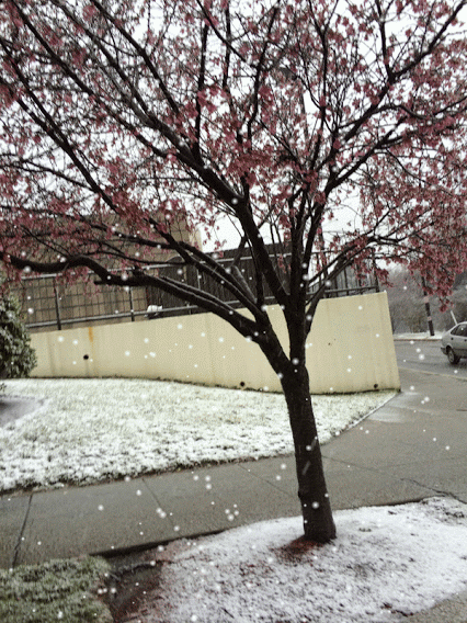 Cherry Blossoms in the Snow