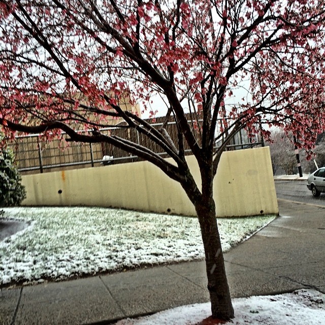 Cherry Blossoms in the Snow - Original Instagram Picture